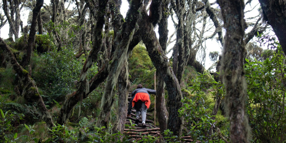 Uganda Mountain Gorilla Trek