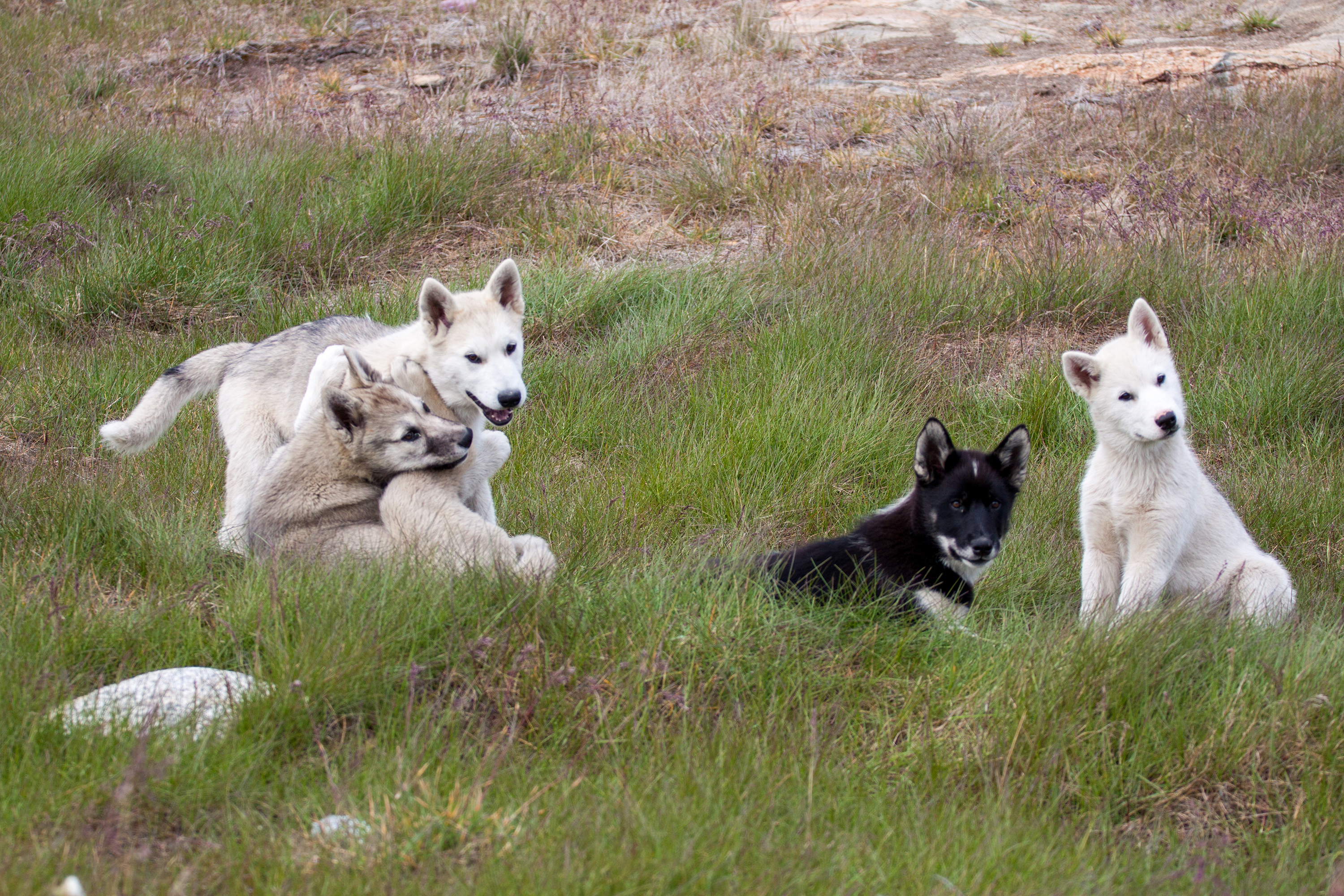 Sisimiut_slædehunde_02