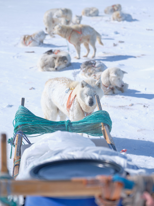 hundeslæde_04