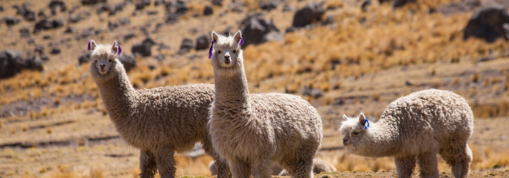 peru - peru_alpaca