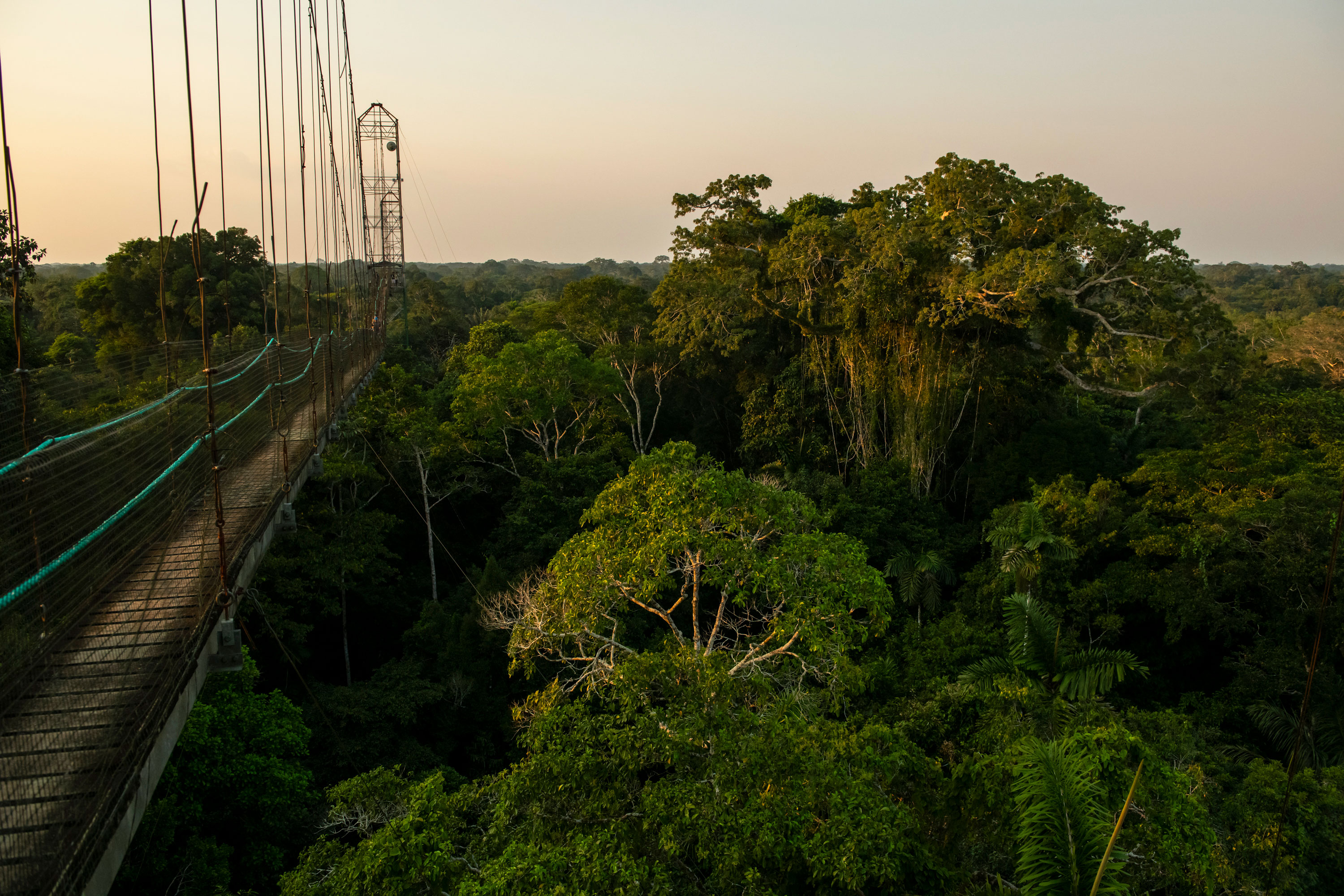 Canopy Walk