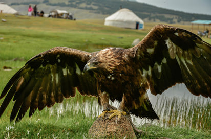 Ørn Shutterstock 1678692022