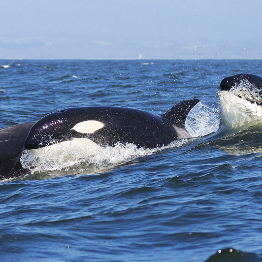 ... og Spækhuggere.