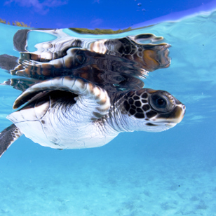 fransk polynesien_skildpadde_01