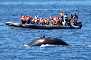 sao miguel_hvalsafari_01