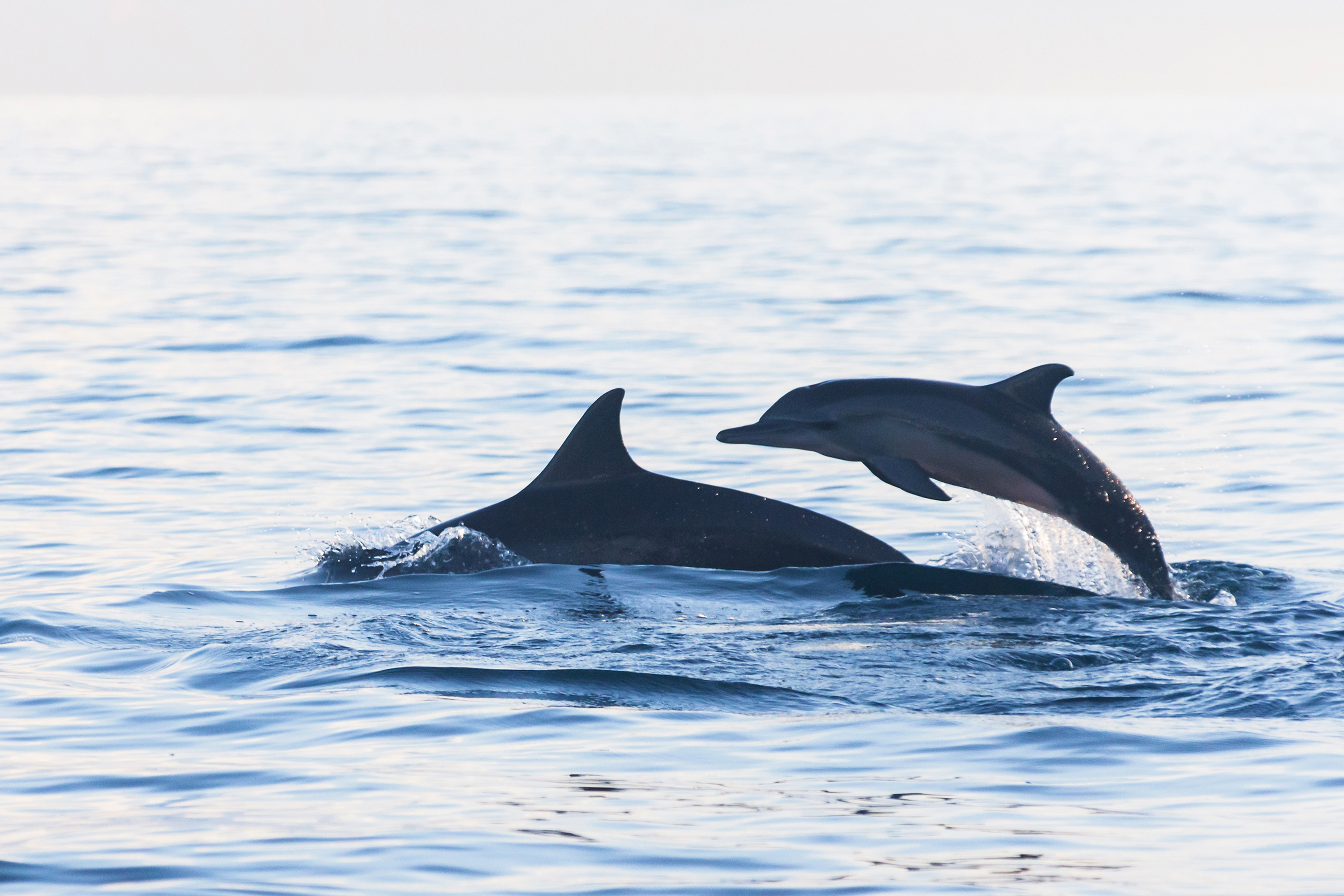 bali - lovina_delfin_05