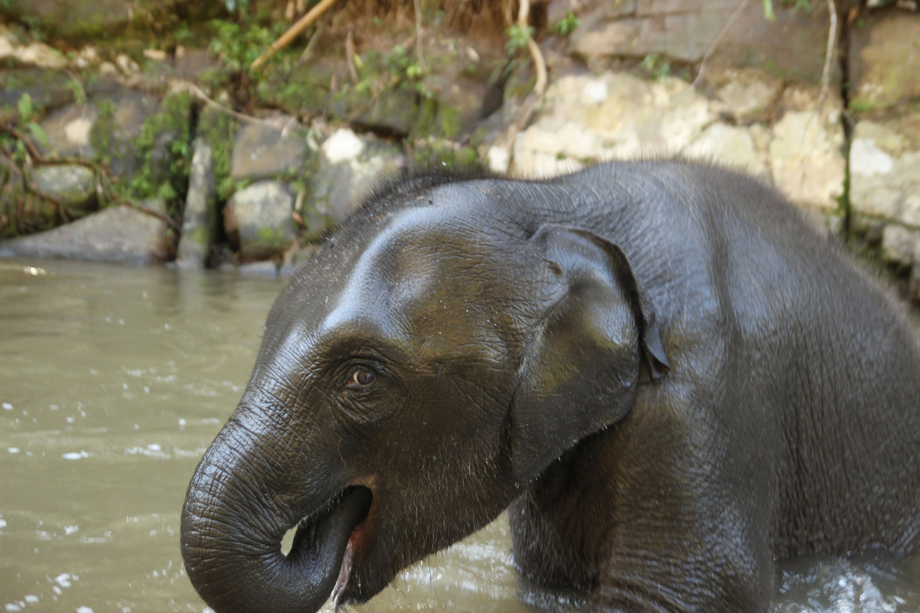thailand - chiang mai_bush camp elephant_bathing