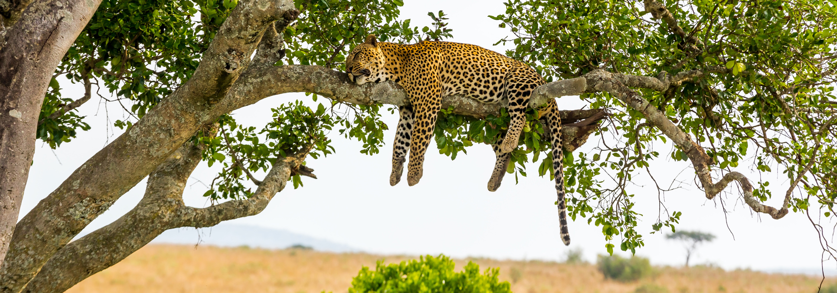 kenya_masai mara_leopard_01