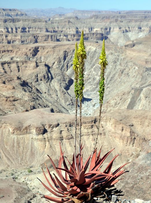 Fish River Canyon Plante 157965911