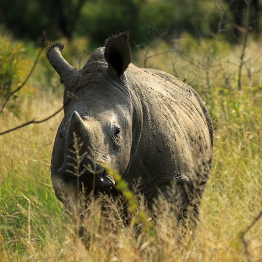 Der bliver også tid til forskellige stop med safariudflugter undervejs.
