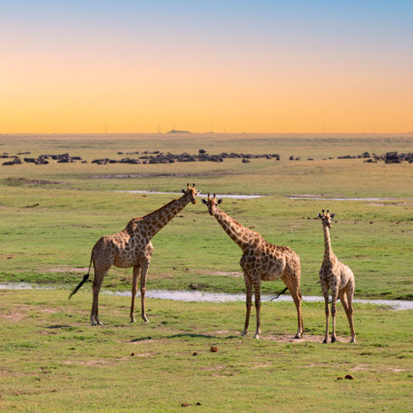 Giraf Chobe National Park