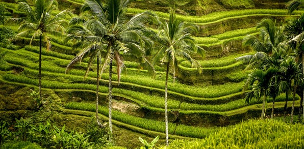 bali - ubud_rismark_19