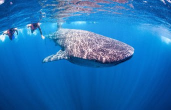 mexico - Mexico_Isla Holbox_Hvalhej_01