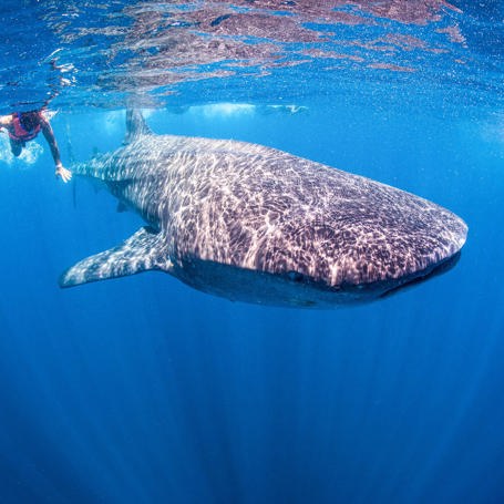 mexico - Mexico_Isla Holbox_Hvalhej_01