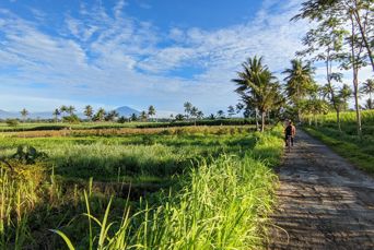 Pupuan Sawah på Bali