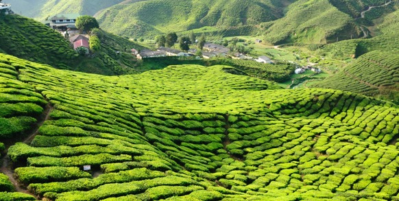 malaysia - cameron highlands_teplantage_01