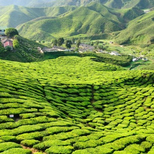 malaysia - cameron highlands_teplantage_01