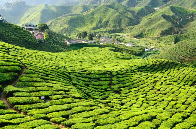 malaysia - cameron highlands_teplantage_01