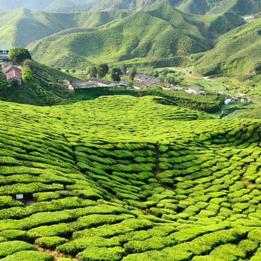 malaysia - cameron highlands_teplantage_01