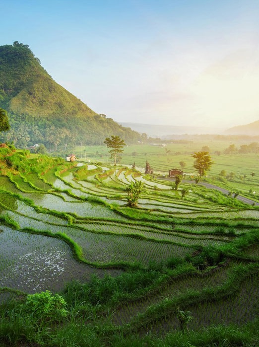 bali - ubud_rismark_16