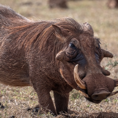 Vortesvinet, Ugly Five