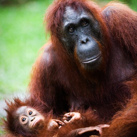 Indonesien - sumatra_bukit lawang_orangutang_03_hf
