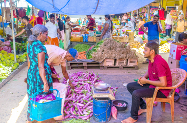 sri lanka - sri lanka aubergine