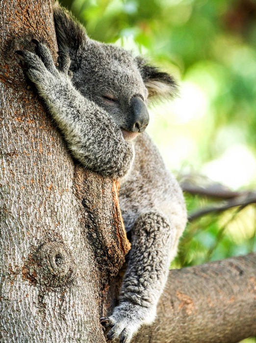 new zealand - new zealand_natur_koala_01_HF