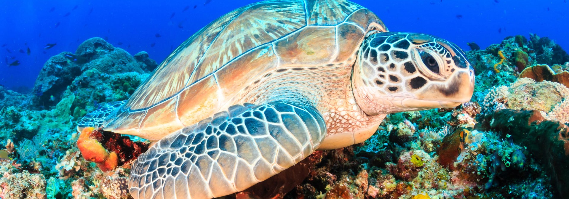 bali - bali_havskildpadde_01