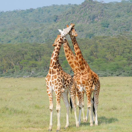 sydafrika - sydafrika_natur_giraf_02