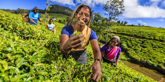 sri lanka - sri lanka_teplantage_kvinde_05