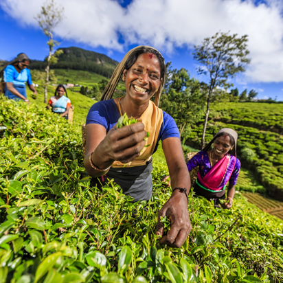 sri lanka - sri lanka_teplantage_kvinde_05