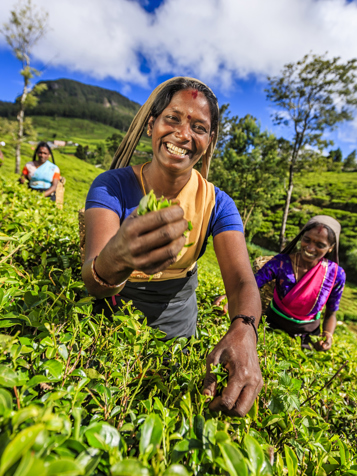 sri lanka - sri lanka_teplantage_kvinde_05